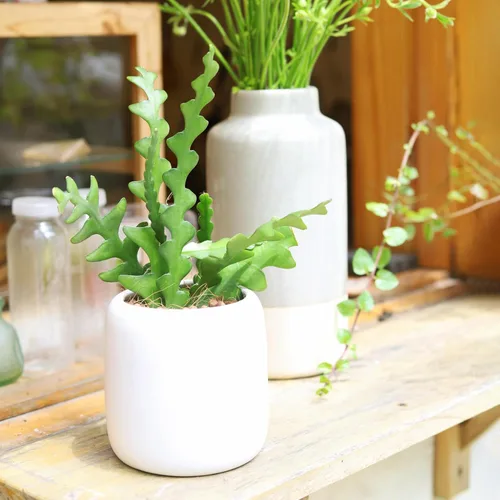 Miniatura 2 de Planta de interior viva de 4 pulgadas Epiphyllum anguliger Fishbone Cactus – Planta de interior de fácil cuidado – Plantas de interior vivas