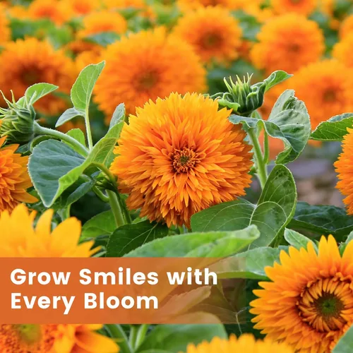 Miniatura 5 de Más de 1000 semillas de girasol para plantar, semillas de flores para plantar, variedad enana, jardines y bordes, fáciles de cultivar con alta tasa
