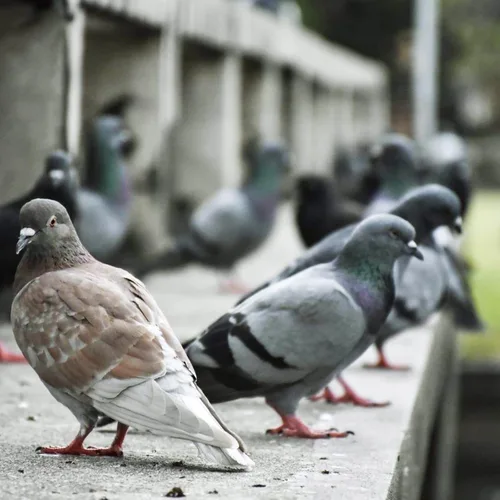 Miniatura 4 de Cargador de Valla Eléctrica AC FenceMate de Potencia Salida 0.15J hasta 2 Millas para Contener Mascotas Pequeñas, Aves de Corral, Mantener Roedores