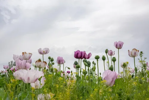 Miniatura 7 de 500 semillas de amapola gigante (Papaver Somniferum Giganteum) reliquia - Polinizado abierto