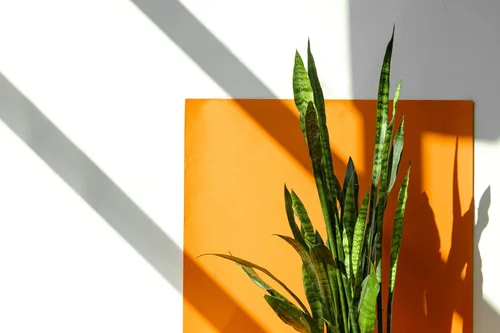 Miniatura 11 de Planta de serpiente viva, Sansevieria Zeylanica, planta de interior en maceta, planta de lengua de suegra Sansevieria viva, planta suculenta en Olla