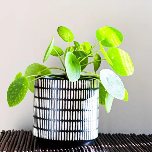 Miniatura 2 de 2 plantas vivas de Pilea Peperomioides, plantas de interior de Pilea Peperomioides, plantas de interior viven sin maceta para plantar