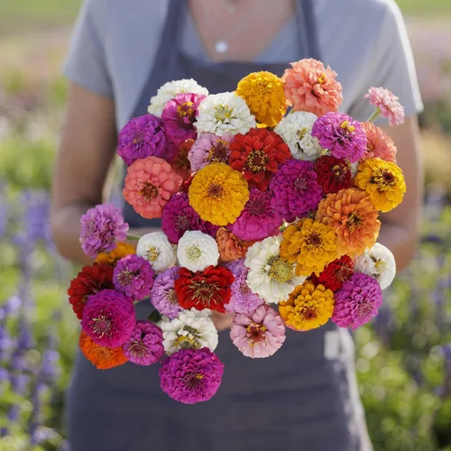 Miniatura 67 de Eden Brothers - Semillas de zinnia, cactus con flores, sin OMG, plantar en primavera, paquete, flores de bajo mantenimiento, zonas 3, 4, 5, 6, 7, 8
