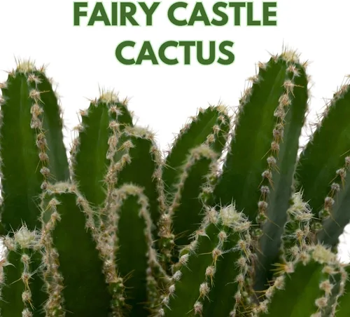 Miniatura 2 de Cactus de castillo de hadas, Acanthocereus Tetragonus, Cereo floreciente nocturno, cactus triangular, maceta de 4 pulgadas