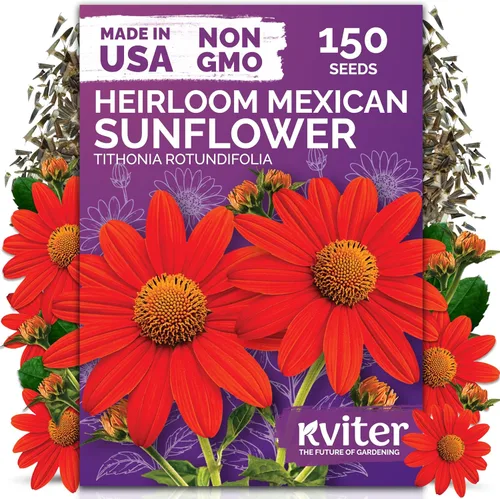 Miniatura 10 de KVITER 25 semillas de algodón blanco para plantar (Gossypium hirsutum) – Planta de algodón real, semillas de algodón para cultivo, semillas