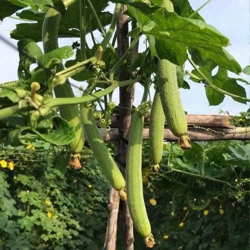 Miniatura 2 de Más de 30 Semillas de Luffa y Calabaza Lisas de Luffa de Ángulo Largo, Semillas de Frutas Vegetales Comestibles Tropicales Jardín Asiático Luffa
