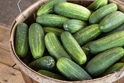 Miniatura 4 de Semillas de pepino de Carolina para plantar, más de 100 semillas tradicionales por paquete, semillas de jardín de Isla (semillas de jardín de Isla)