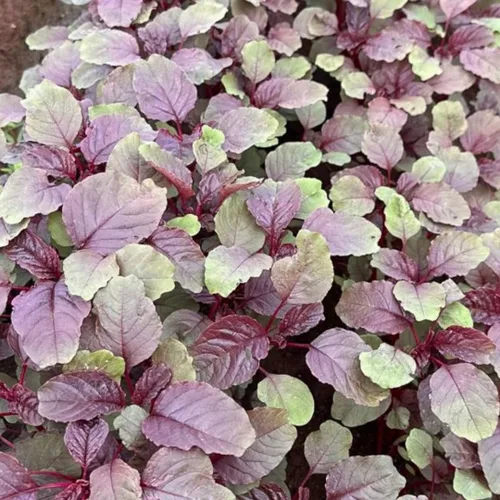Miniatura 4 de Red Amaranth Lal Tuktuki Seeds - Bangladeshi Lal Shak Amaranthus Tricolor Vegetal de hoja roja de rápido crecimiento Microverdes y semillas