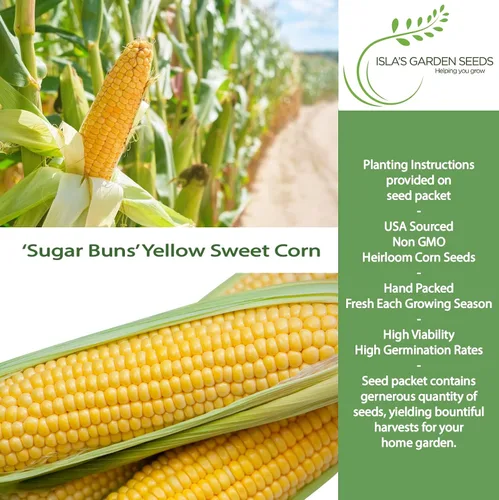 Miniatura 2 de Sugar Buns - Semillas de maíz dulces amarillas (Zea mays) – Más de 50 semillas sin OMG y reliquias de Isla's Garden Seeds, orejas de maduración