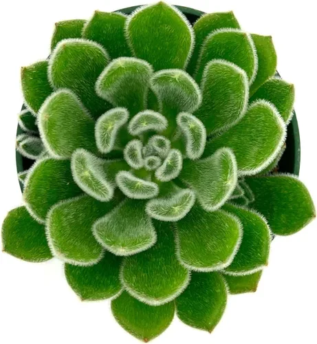 Miniatura 3 de ragnaroc Plantas suculentas vivas – Echeveria Setosa, enraizadas en maceta de 4 pulgadas – 1 unidad – Llegada viva garantizada – Plantas