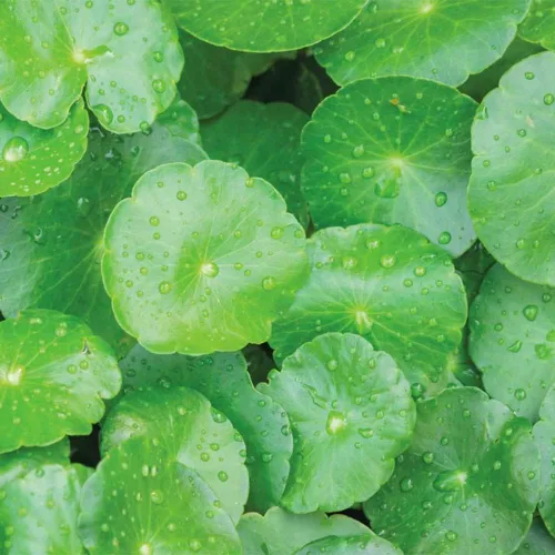 Miniatura 4 de 500 semillas orgánicas prémium de Centella Asiática, Rau Ma, Pennywort, Gotu Kola, semillas de Kodavan - Semillas de hierbas comestibles