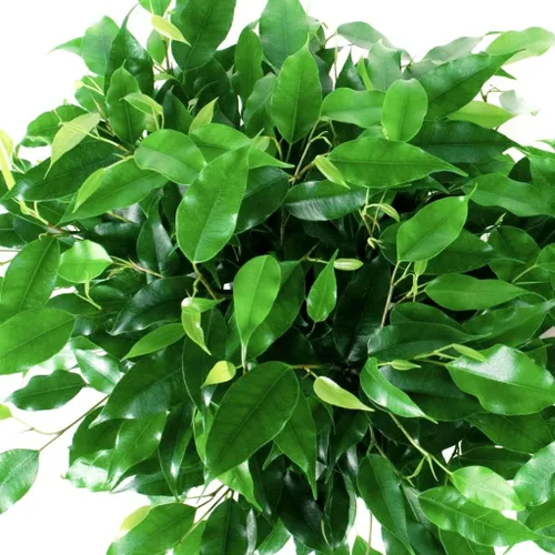 Miniatura 2 de Ficus Benjamina Bonsai Higuera llorona Benjamin Fig Ficus Tree Java Fig Chinese Banyan 20+ Semillas para plantar