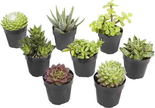 Altman Plants, Plantas suculentas vivas, plantas de ventana vivas (8 unidades), plantas de interior vivas, plantas de interior vivas, plantas de