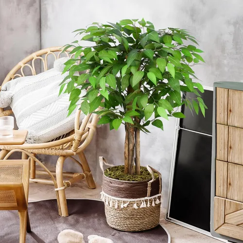 Miniatura 4 de Árboles artificiales de ficus de 3 pies con troncos naturales curvados, árbol exuberante de 36" de altura, árbol falso de ficus realista en verde