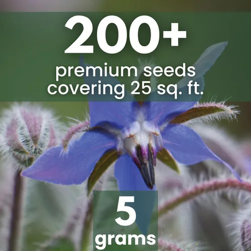 Miniatura 2 de Borraja - 200 semillas para plantar - Temporada 2026 - Bolsa de 0.18 oz