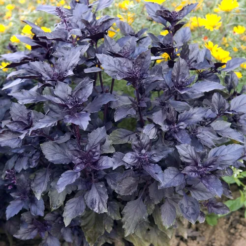 Miniatura 7 de Outsidepride Semillas de albahaca de ópalo oscuro, 1000 piezas anuales de semillas de hierba de albahaca morada, sin OMG, ideales para jardines