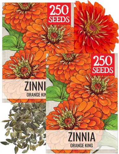 Miniatura 16 de Seed Needs California Giants - Semillas de zinnia – 250 semillas tradicionales para plantar Zinnia elegans – Cultiva flores anuales polinizadas
