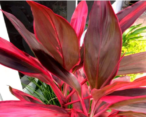 Miniatura 5 de Troncos de plantas de hojas de Ti rojas hawaianas, plantas tropicales vivas para interiores y exteriores, 2 troncos de corte de cordyline fruticosa