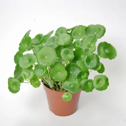 Miniatura 6 de 500 semillas orgánicas prémium de Centella Asiática, Rau Ma, Pennywort, Gotu Kola, semillas de Kodavan - Semillas de hierbas comestibles