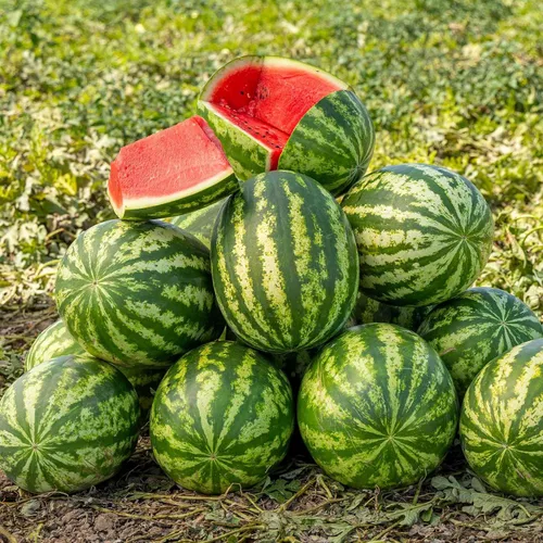 Miniatura 12 de Eden Brothers Semillas de sandía - Semillas sin OMG para plantar, múltiples variedades disponibles Semillas vegetales de bajo mantenimiento