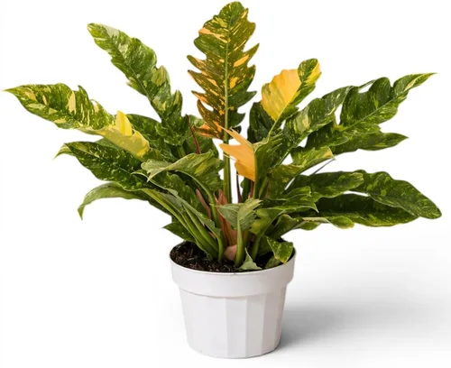 Miniatura 7 de Agloanema Garnet House Plant, Chinese Evergreen Live Plant for Indoor Spaces, Colorful Aglaonema Live Plant, Feng Shui Plants Live Houseplants for