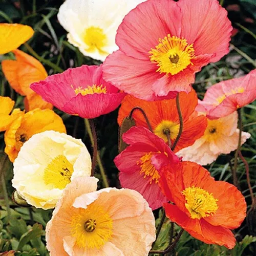 1000 Semillas Oriental Amapola Papaver Mezcla Flores Perennes Sin OGM