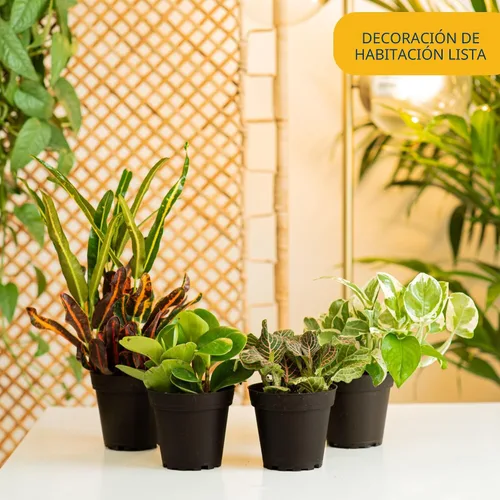 Miniatura 2 de Costa Farms Clean Air – Colección de plantas de casa de vivo O2 para ti, 4 unidades, incluye lirio de paz, planta de serpiente, palma de salón