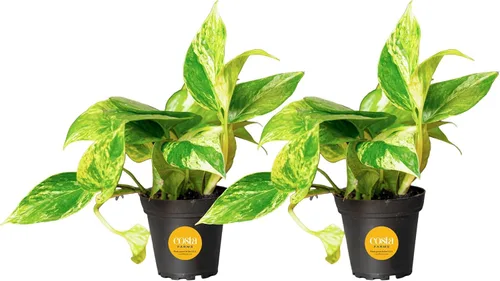 Miniatura 14 de Costa Farms Planta Pothos, hiedra del diablo en maceta decorativa, fácil de mantener, planta de interior purificadora de aire, enrejado, estante