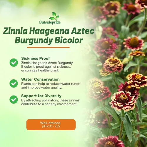 Miniatura 3 de Outsidepride - Zinnia Haageana, 50 semillas anuales, Aztec Burgundy Bicolor, flores bicolor para plantar, burdeos
