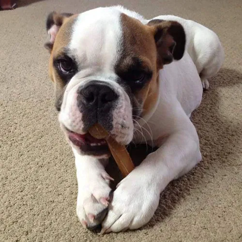 Miniatura 4 de Cheese Dog Chew Bone Larga duración, sin manchas, rico en proteínas, poco olor, 100% natural, saludable y seguro, sin lactosa, gluten, soja