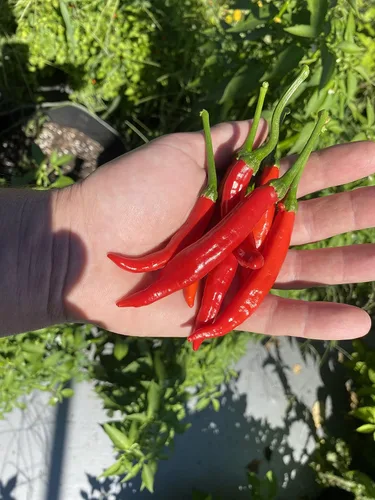 Miniatura 2 de Pimienta calabresa Ristra Italian Piccante Calabrese Pimiento picante de Calabria Semillas premium para plantar paquete