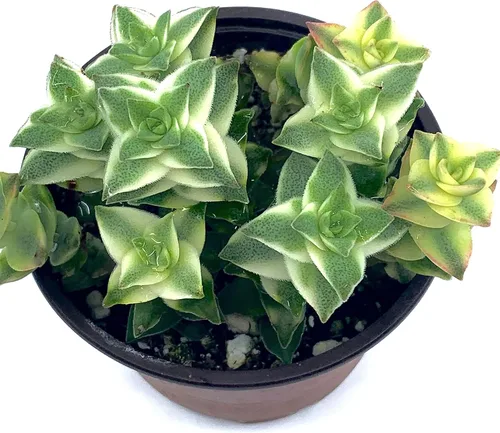Plantas suculentas vivas de 4 pulgadas en maceta, cadena de botones totalmente enraizados, Crassula Perforata abigarrada, fácil de cultivar en