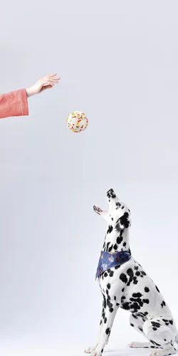 Miniatura 8 de Pelotas para perros, pelota de juguete indestructible para perros masticadores agresivos, pelota interactiva duradera de alta elasticidad