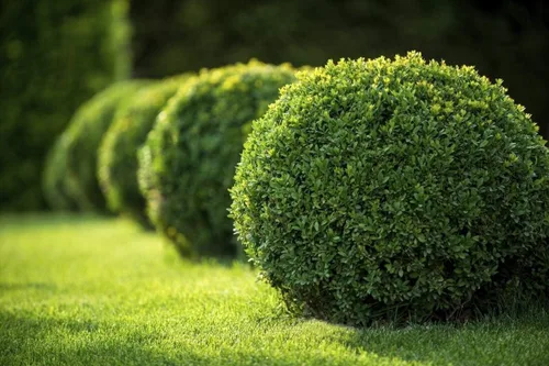 Miniatura 2 de Boj japonés 10 plantas vivas Buxus Microphylla Arbusto de hoja perenne, bajo mantenimiento, ideal para setos, follaje denso, perfecto