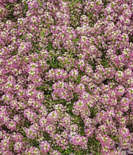Miniatura 3 de 1000 semillas dulces de Alyssum Lobularia Maritima rosa enana (cubierta del suelo)