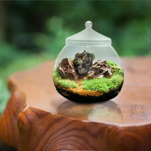 Miniatura 9 de Angoily Terrario de vidrio, tarros grandes transparentes con tapa, florero de terrario para plantas