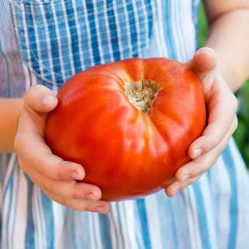 Miniatura 41 de Eden Brothers Semillas de tomate – Semillas de caqui sin OMG para plantar, paquete Semillas de vegetales de bajo mantenimiento, plantas durante