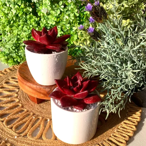 Miniatura 5 de Plantas suculentas vivas Echeveria Agavoides v Romeo Rubin de 3 pulgadas, suculentas rojas raras raíz desnuda sin tierra de maceta, plantas vivas