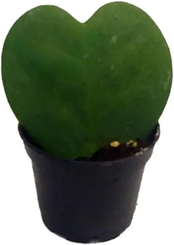 Miniatura 6 de Josh's Frogs Hoya - Planta de cera (flor de cera común)