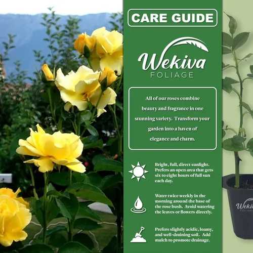 Miniatura 2 de Midas Touch Rose Bush - 4 plantas de inicio vivas, rosa herencia bellamente fragante de Florida, una belleza versátil con una rica fragancia