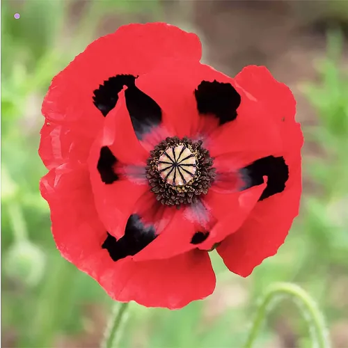 Lady Bird - Semillas de amapola alta con marcas negras, 1000 semillas. También llamadas amapolas de mariquita