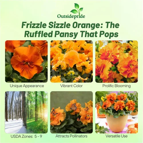 Miniatura 2 de Outsidepride Frizzle Sizzle - Semillas de pensamiento de viola naranja para plantar, 50 unidades. Flores bienales, resistentes al frío y aptas