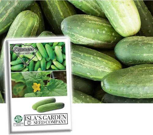 Semillas de pepino de Carolina para plantar, más de 100 semillas tradicionales por paquete, semillas de jardín de Isla (semillas de jardín de Isla),