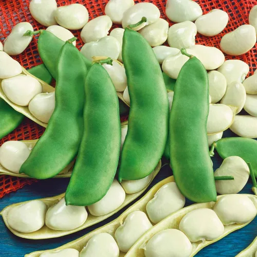 Miniatura 4 de Eden Brothers Semillas de frijol (arbusto) - Semillas Landreth sin hilos sin OMG para plantar, 1 onza Semillas vegetales de alto rendimiento