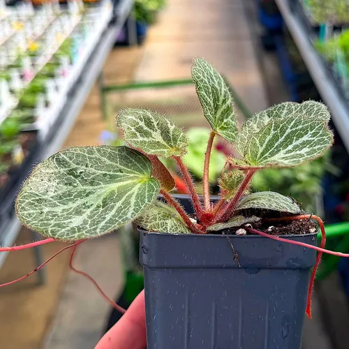Miniatura 6 de Saxifraga stolonifera, planta viva de begonia de fresa, geranio de fresa, saxífraga rastrera, lámina de roca rastrera, madre de miles, cubierta