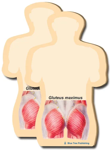 Miniatura 8 de Notas Adhesivas de Anatomía