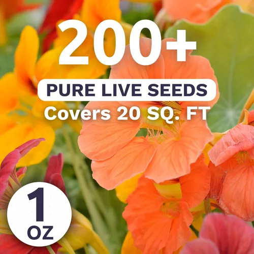 Miniatura 3 de Nasturtium Tip Top Mix - Paquete grande de 1 onza - 200 semillas de flores para plantar - Tropaeolum majus