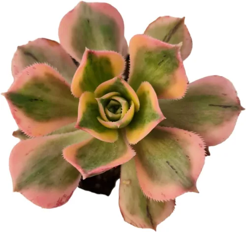 Plantas Aeonium vivas (2" Pot Sunburst)