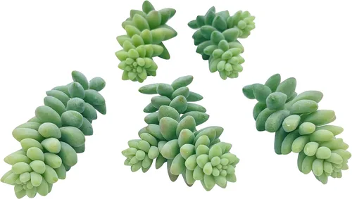 Miniatura 3 de Tallos de Suculentas Vivas (3 Sedum Morganianum Colas de Burro), Plantas Suculentas Vivas, Planta Suculenta SIN Raíces, Plantas de Casa Vivas