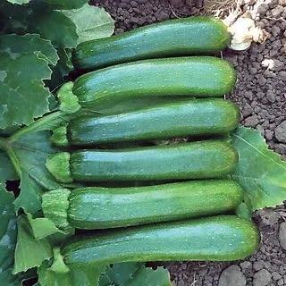 Park Seed Semillas de calabaza de calabacín: cultiva tus propias verduras de jardín, máquina verde, alto rendimiento con frutas uniformes de 6 a 7